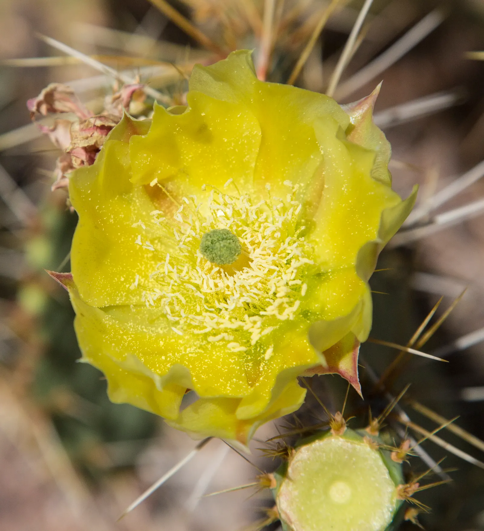 Desert Ironwood (Olneya Tesota) — adding a splash of color and attracting a variety of pollinators including bees and hummingbirds