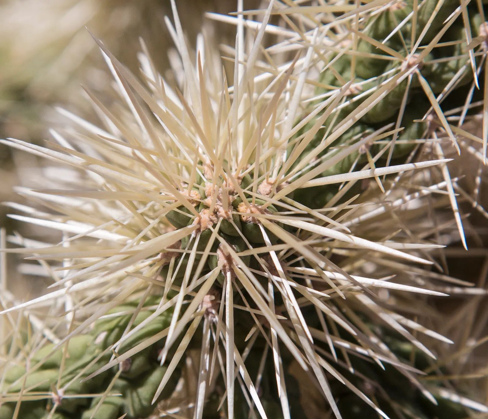 Desert Ironwood (Olneya Tesota) — pinnate leaves that remain on the tree throughout the year