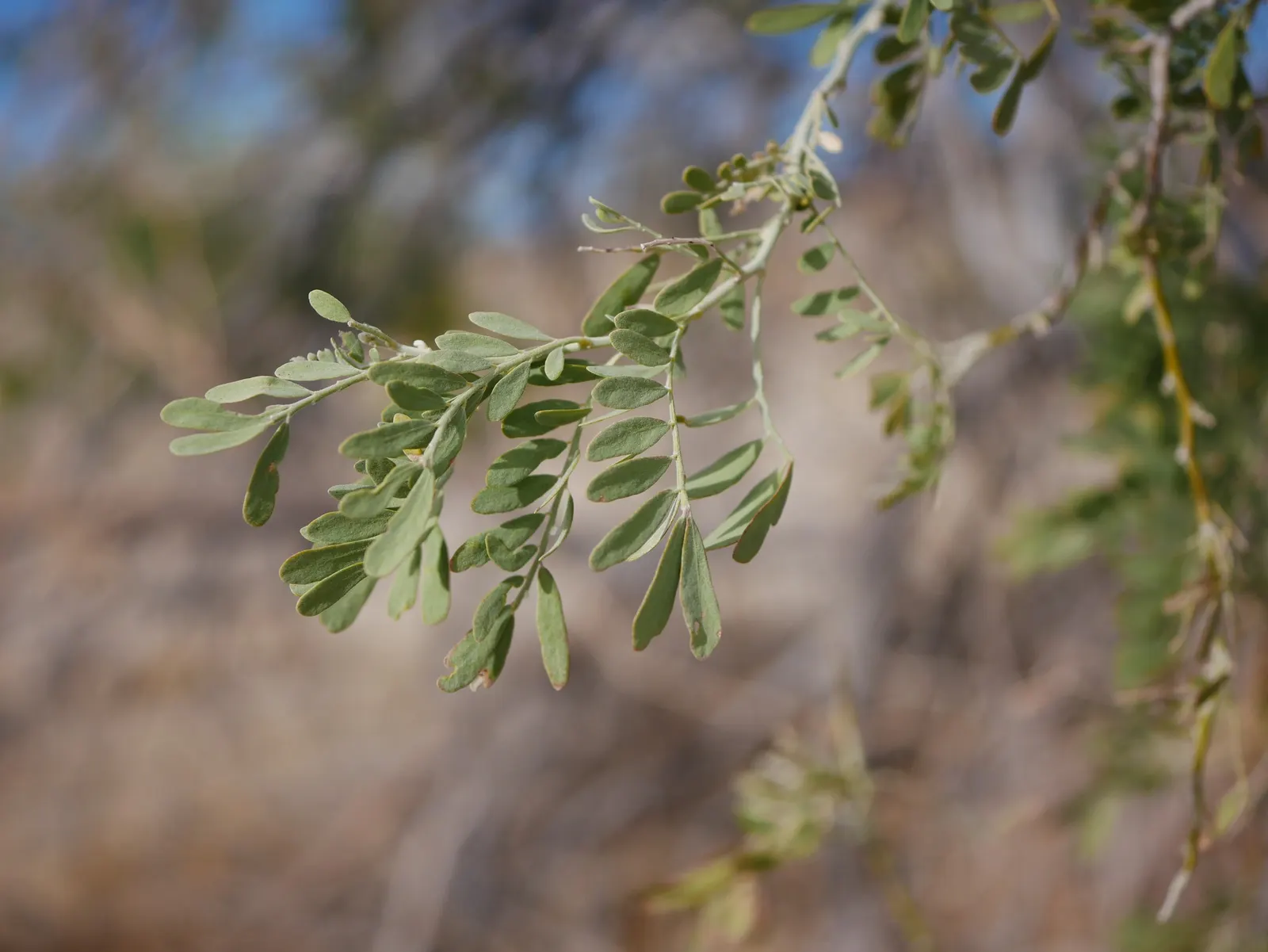 Desert Ironwood (Olneya Tesota) — the Desert Ironwood exudes a sculptural quality