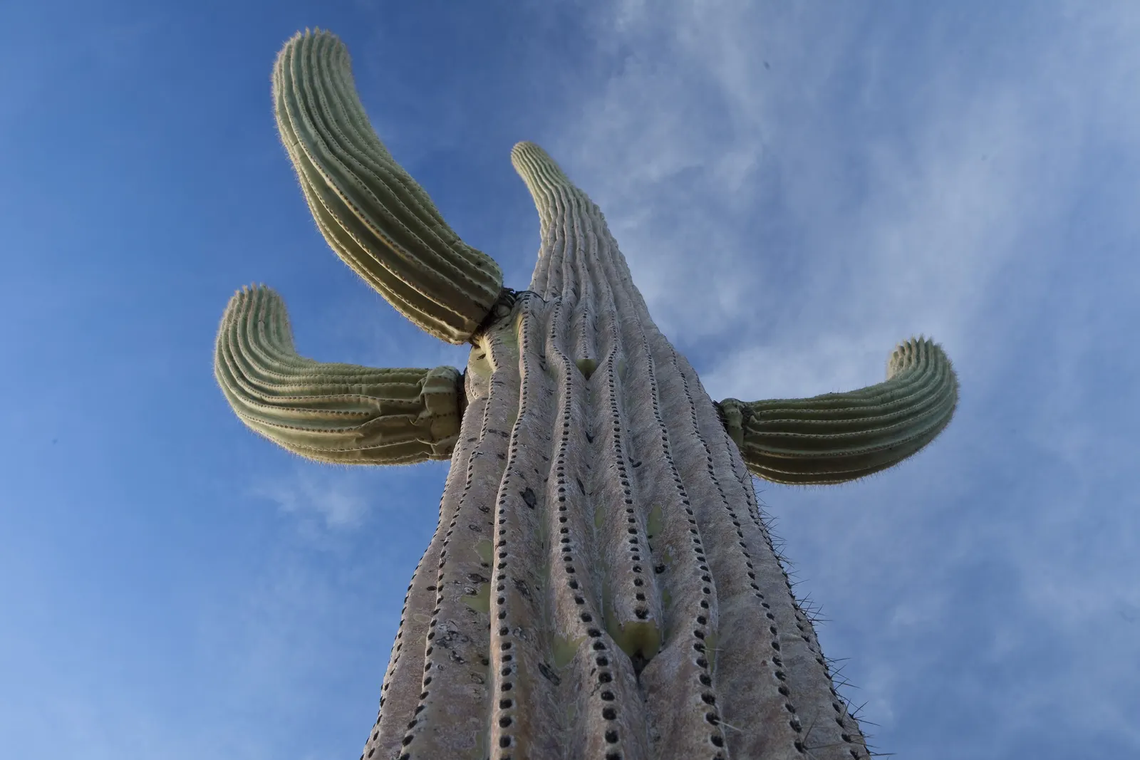 Desert Ironwood (Olneya Tesota) — Adapted to USDA zones 9-11