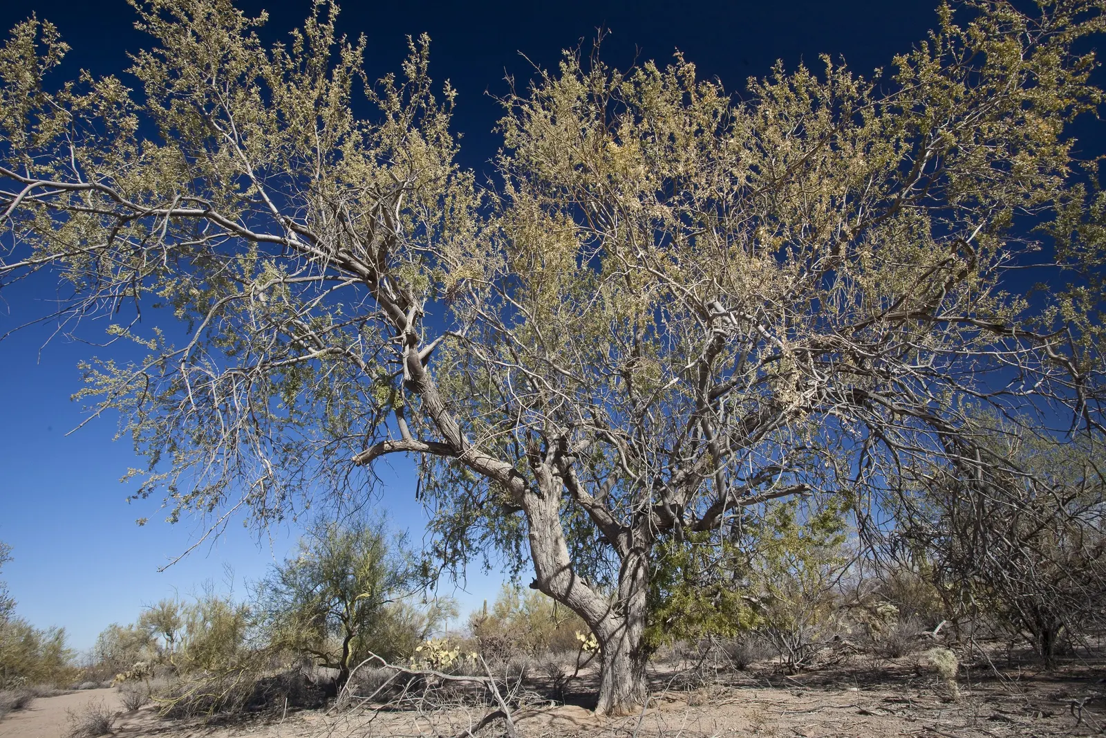 Desert Ironwood (Olneya Tesota) — offering generous shade in sun-drenched desert gardens.<br><br>Characterized by its dense