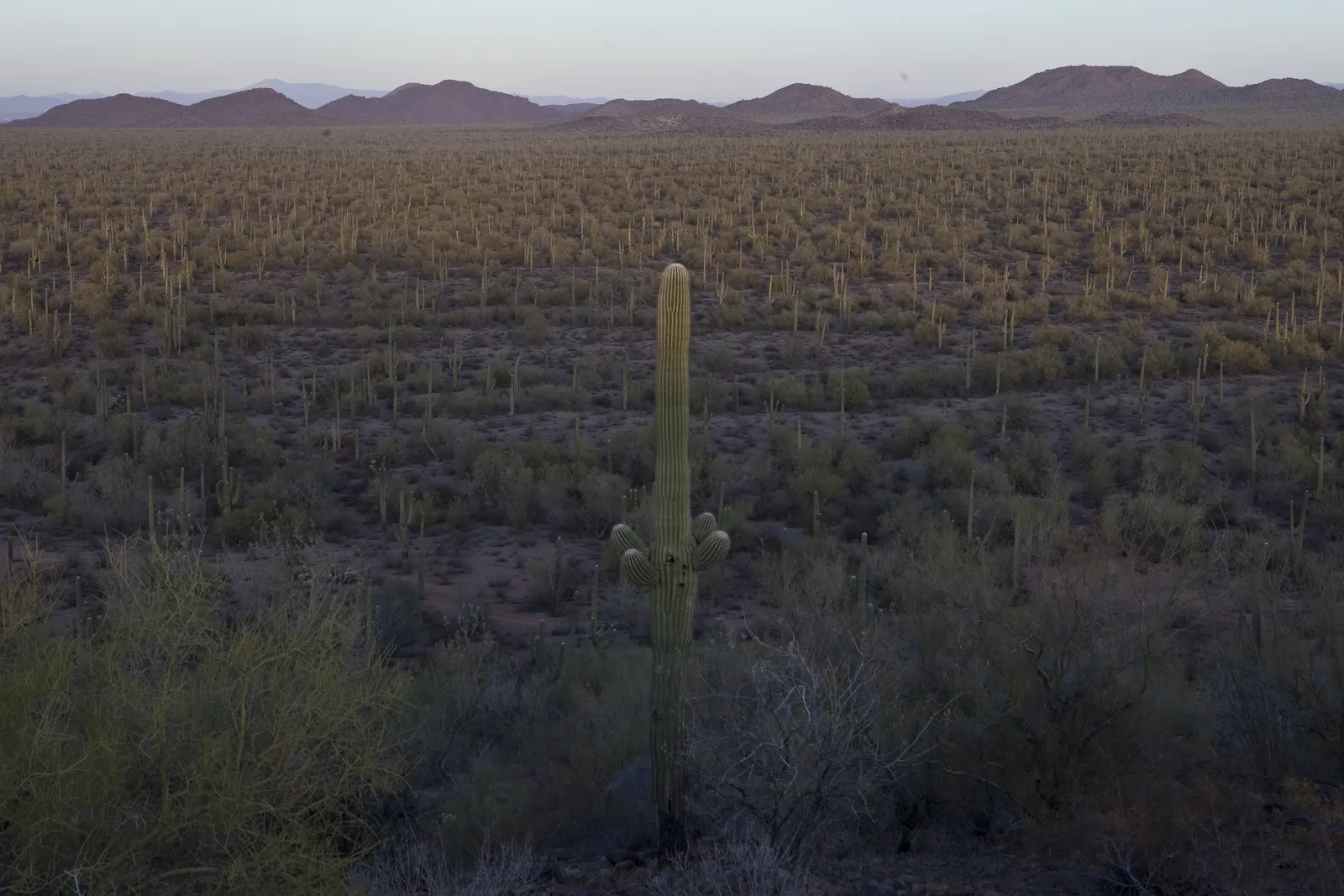 Desert Ironwood (Olneya Tesota) — twisted branches and a rough