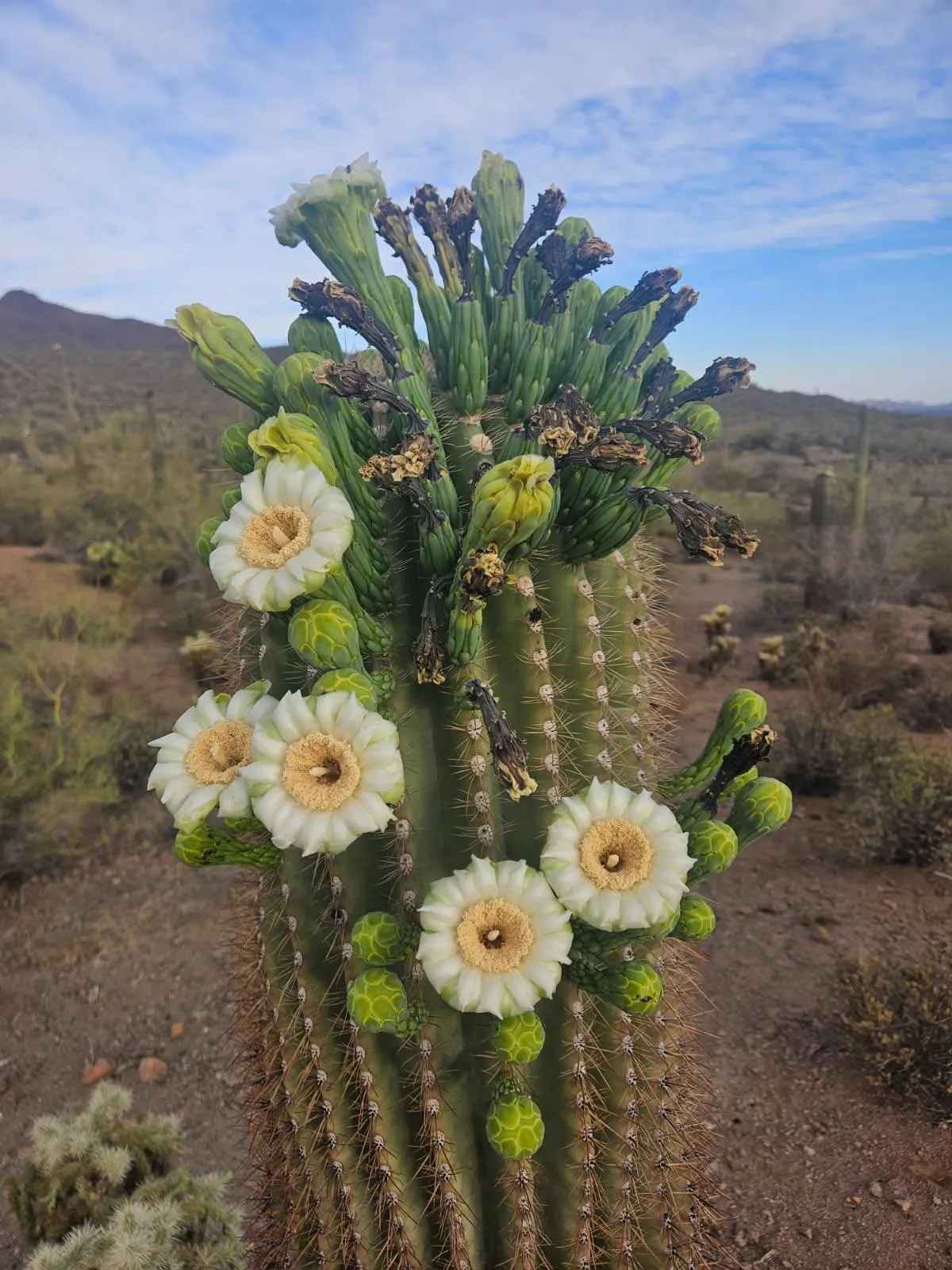 Desert Ironwood (Olneya Tesota) — the ironwood demands full sun and well-drained soil