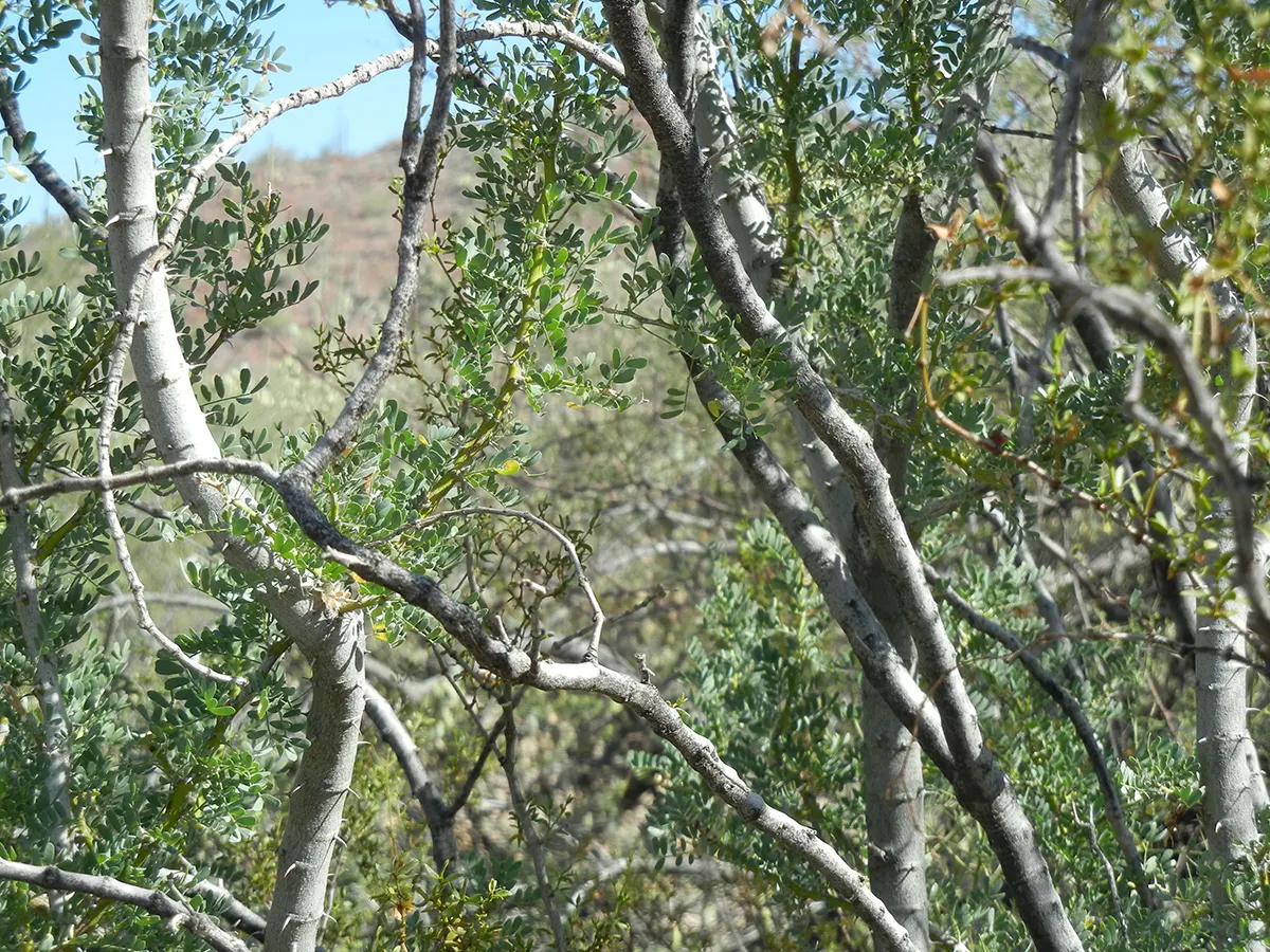 Desert Ironwood (Olneya Tesota) — requiring minimal water once established
