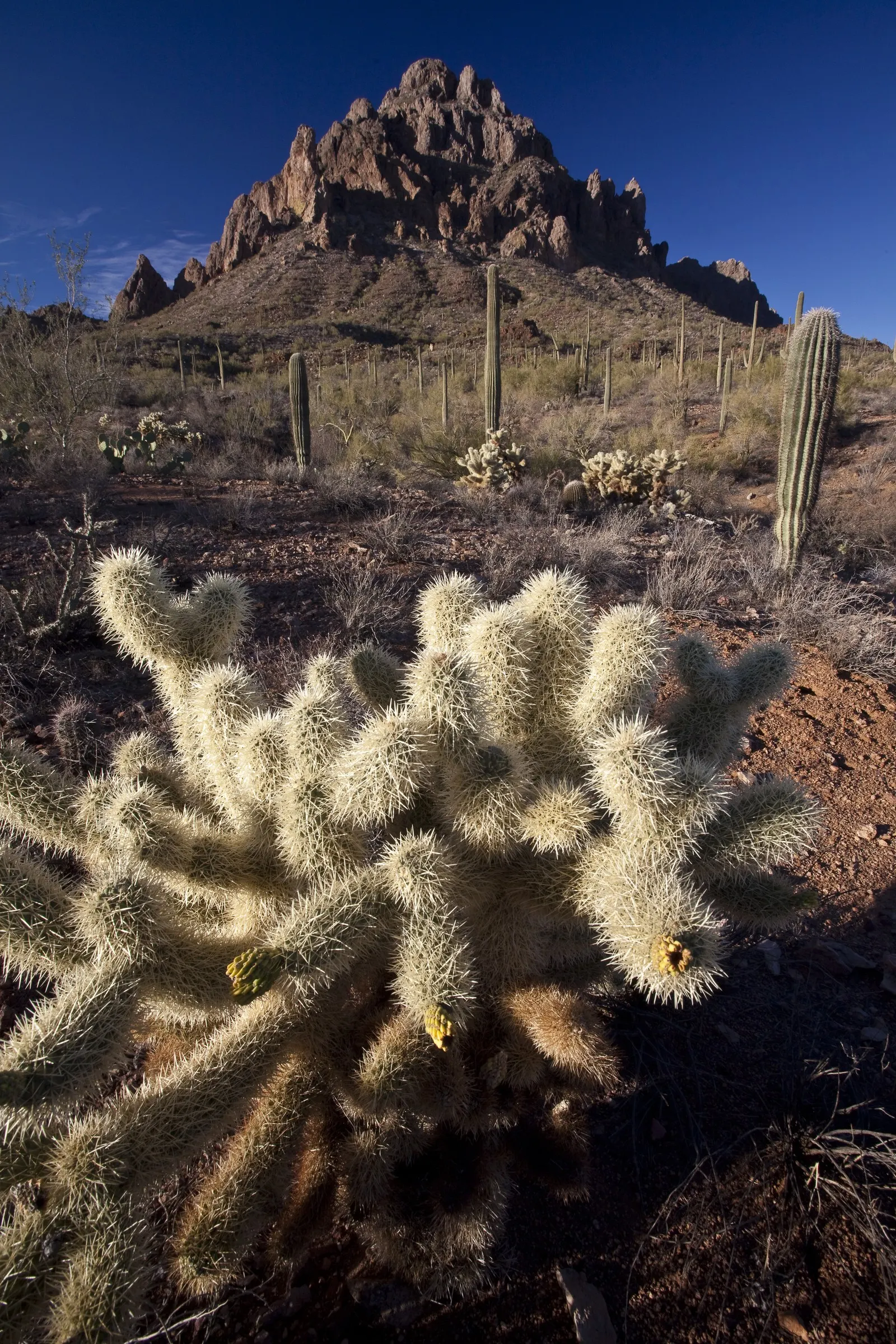 Desert Ironwood (Olneya Tesota) — dark grey bark and lavender blooms
