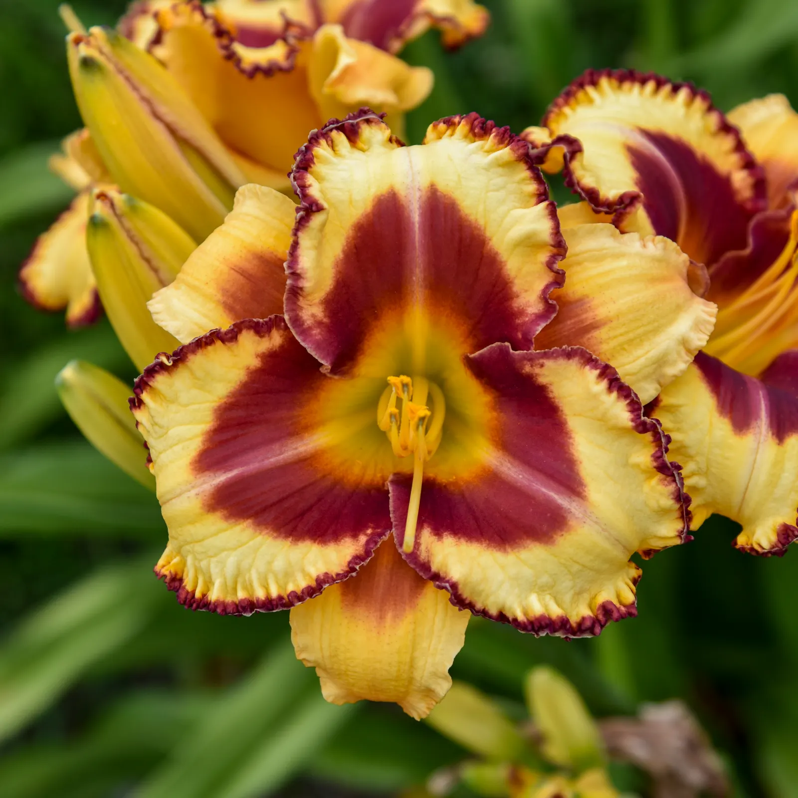 'Blazing Glory' Daylily (Hemerocallis hybrid) — Its upright clumps reach up to 32 inches tall and spread 18-24 inches