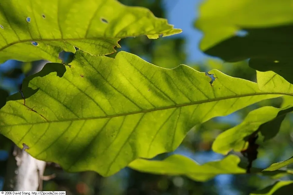 Swamp White Oak (Quercus Bicolor) — spanning 4 to 7 inches long