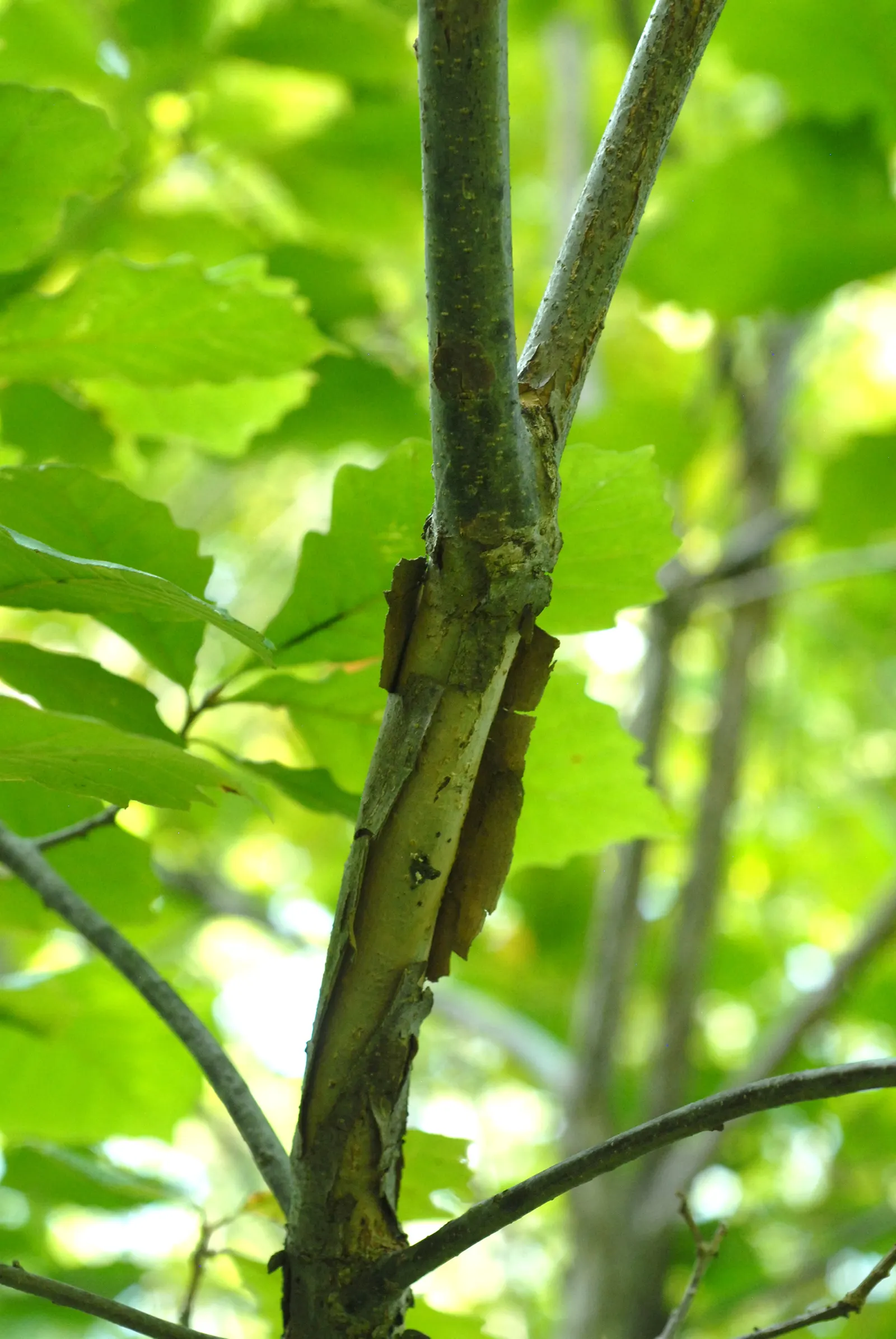 Swamp White Oak (Quercus Bicolor) — versatile addition to any landscape that will provide lasting beauty and ecological benefits