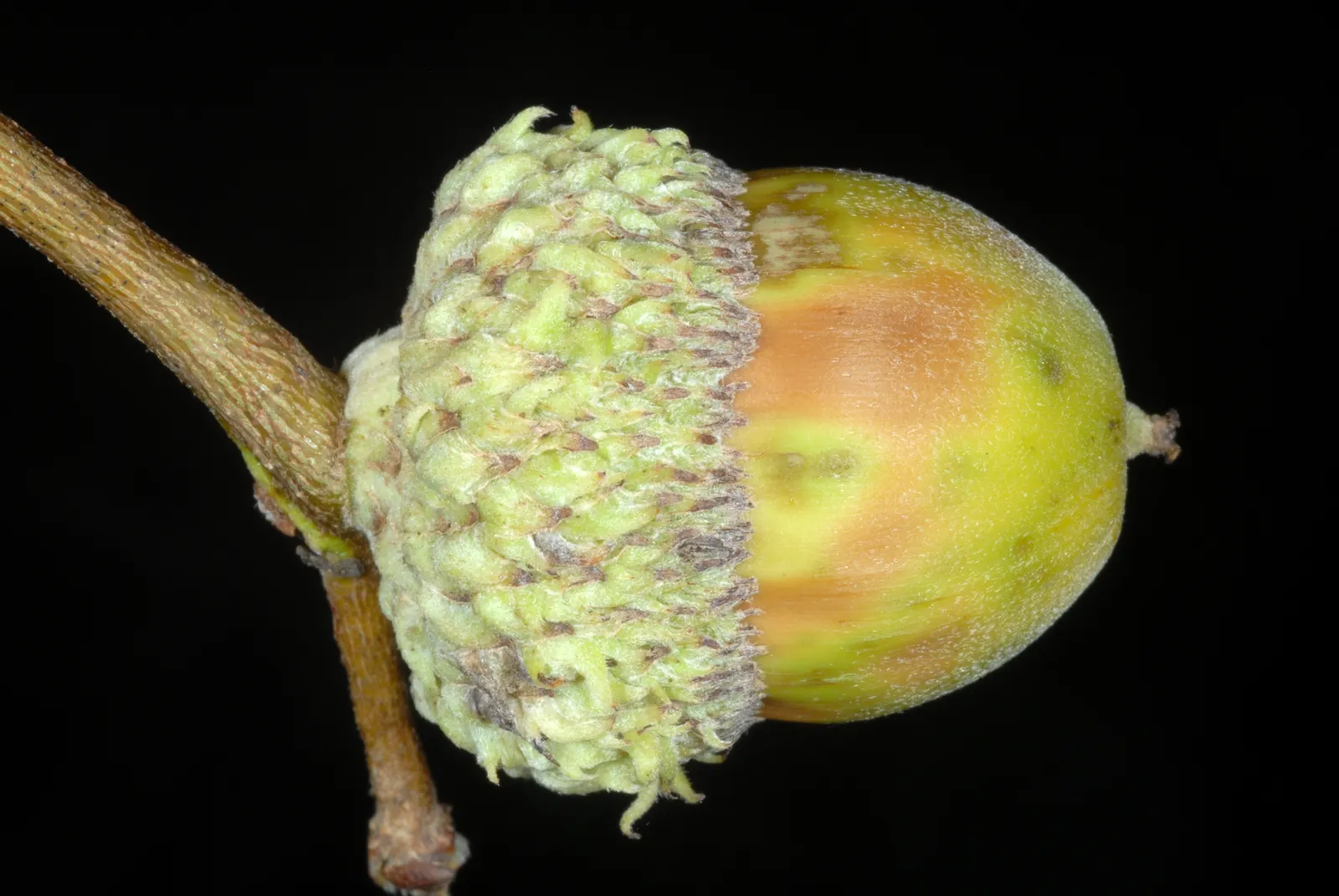 Swamp White Oak (Quercus Bicolor) — is a deciduous tree renowned for its hardiness; its leaves are bright green above and white underneath