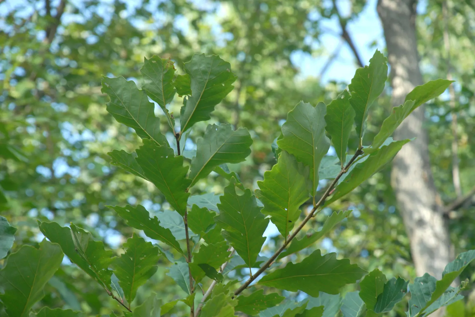 Swamp White Oak (Quercus Bicolor) — In the fall, expect a palette shift to golden yellow