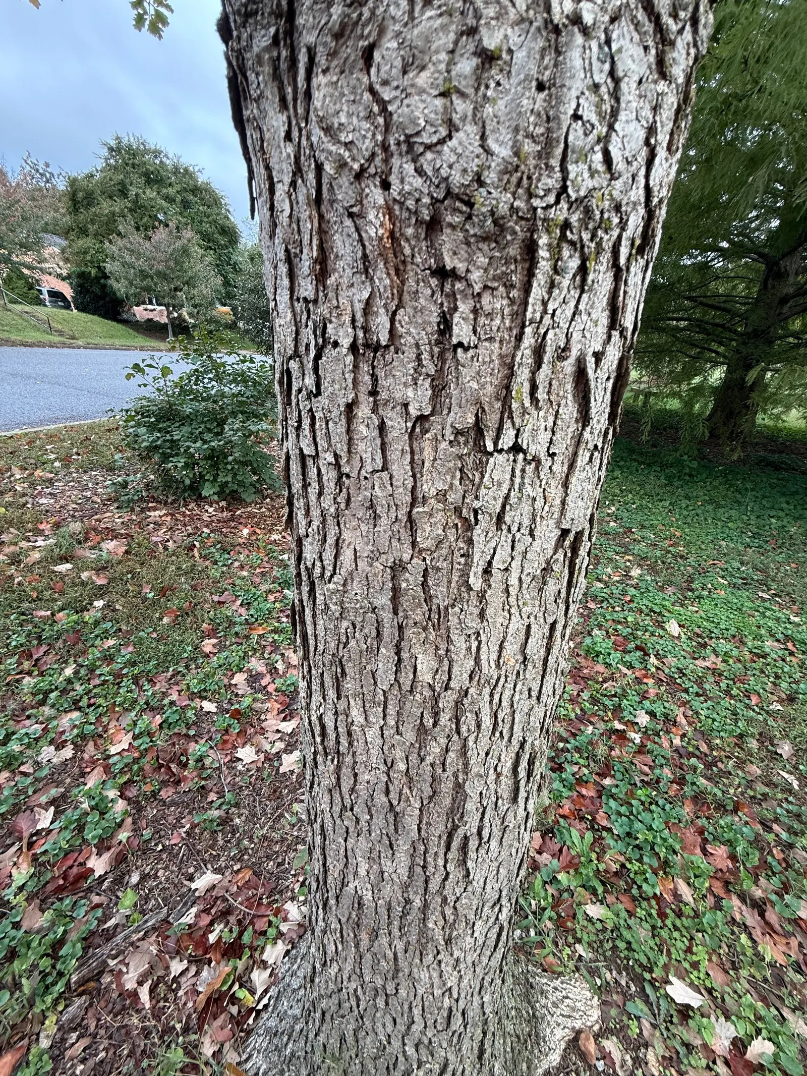 Swamp White Oak (Quercus Bicolor) — broad canopy that offers ample shade; its distinguishing bark is a mix of gray-brown with flaky