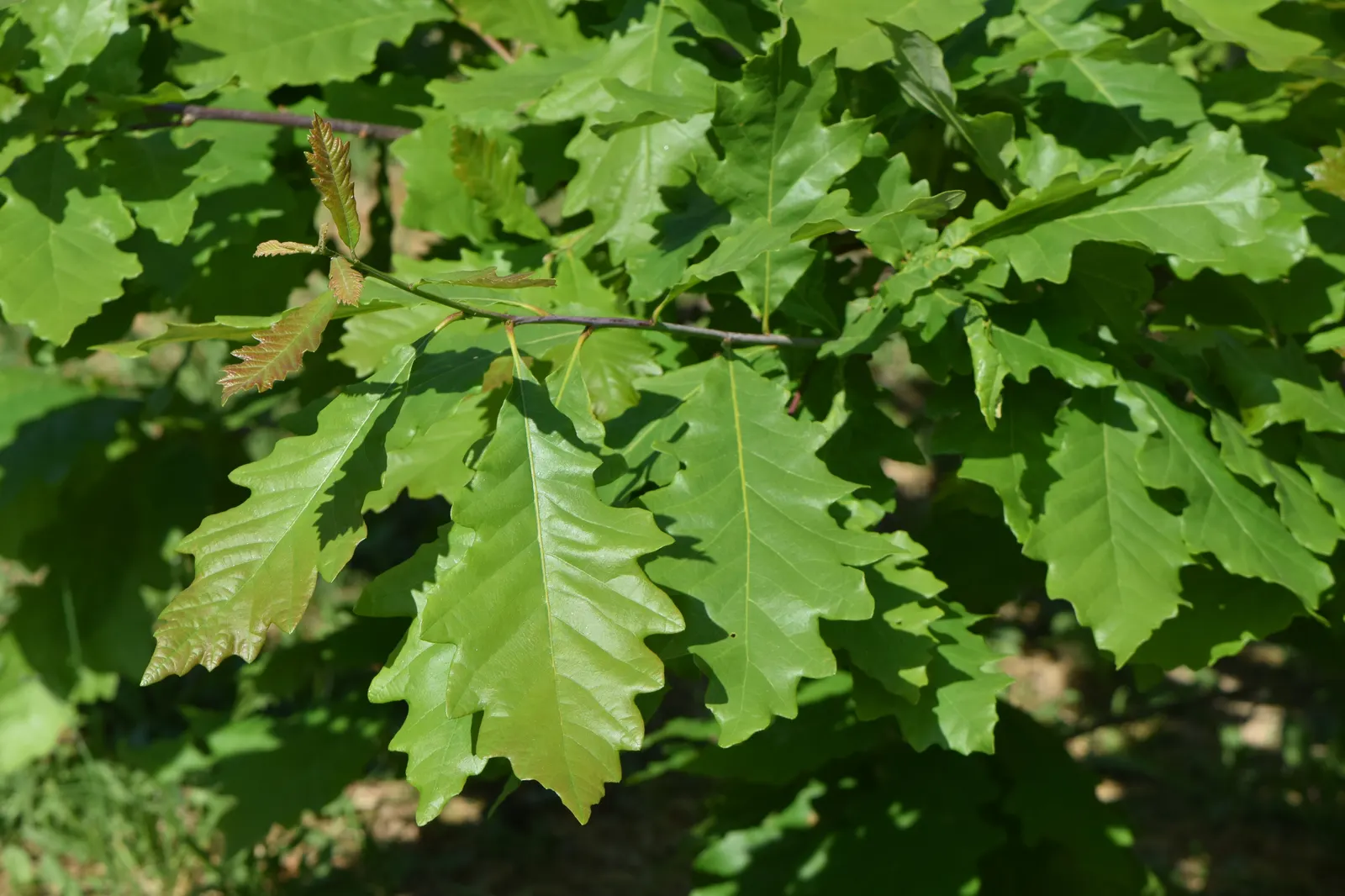 Swamp White Oak (Quercus Bicolor) — Its distinguishing bark is a mix of gray-brown with flaky