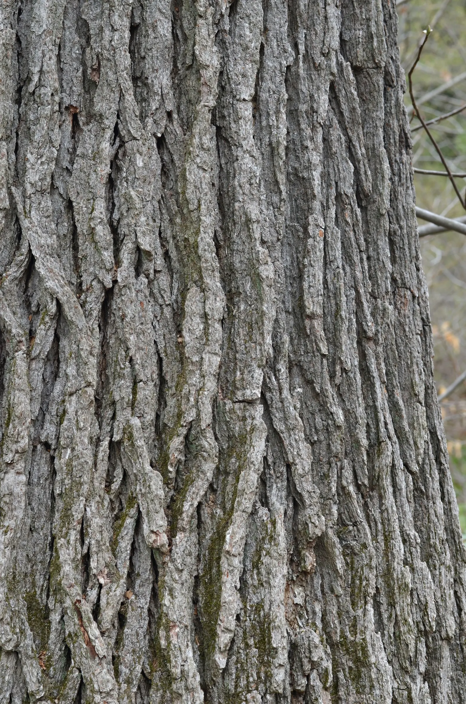 Swamp White Oak (Quercus Bicolor) — Acorns feed wildlife, while the bark adds winter interest; scientifically known as Quercus bicolor