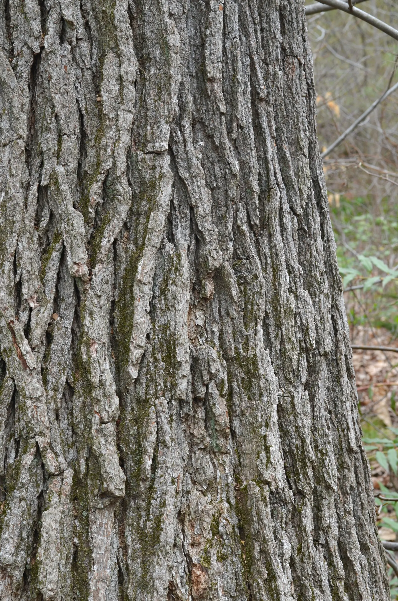 Swamp White Oak (Quercus Bicolor) — Perfect for large landscapes and parks