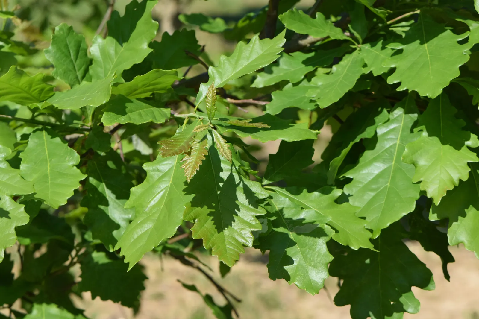 Swamp White Oak (Quercus Bicolor) — the Swamp White Oak is a long-lived tree that embodies strength and resilience; acorns feed wildlife, while the bark adds