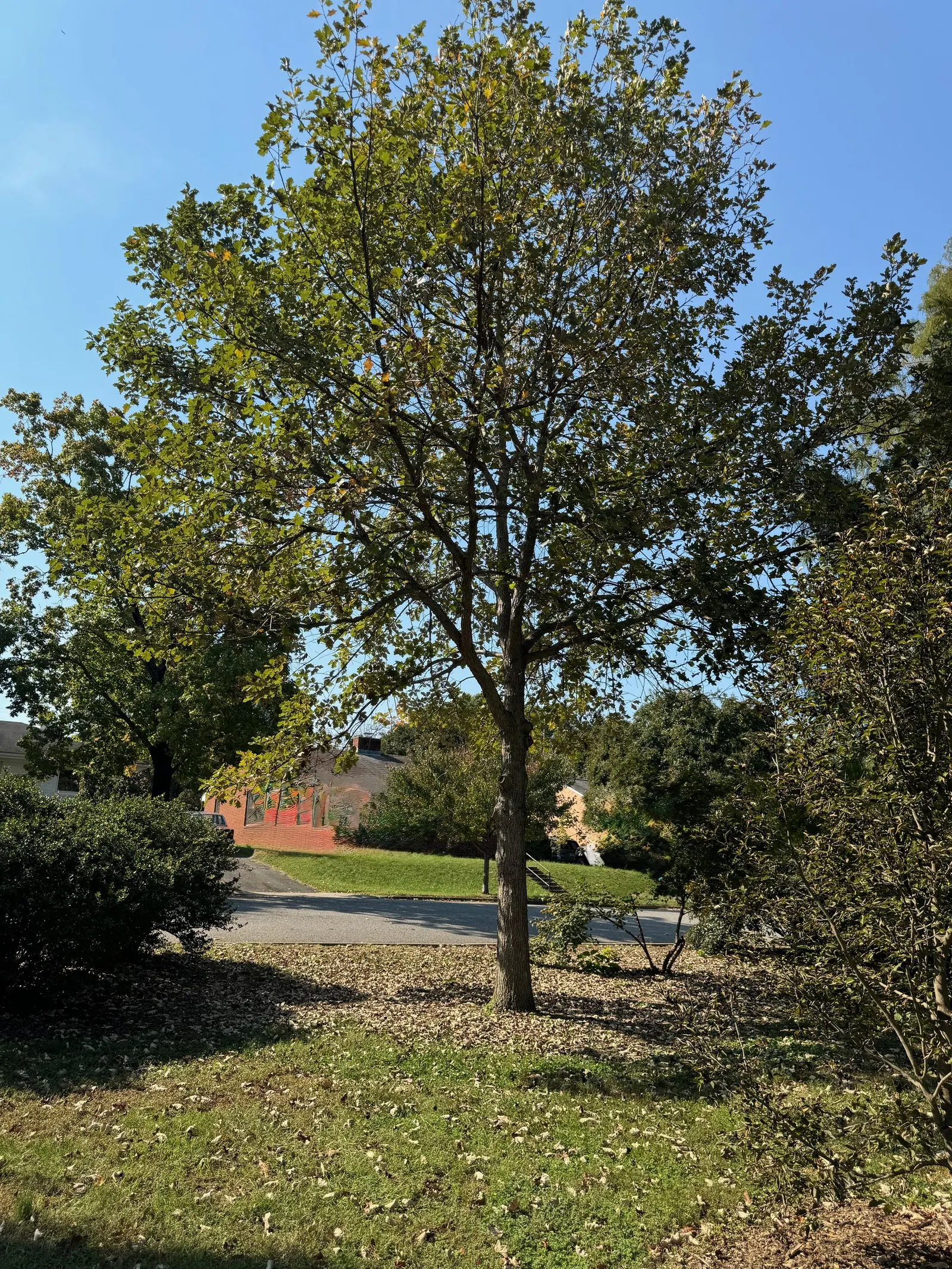 Swamp White Oak (Quercus Bicolor) — providing a brilliant autumn display before the leaves are shed