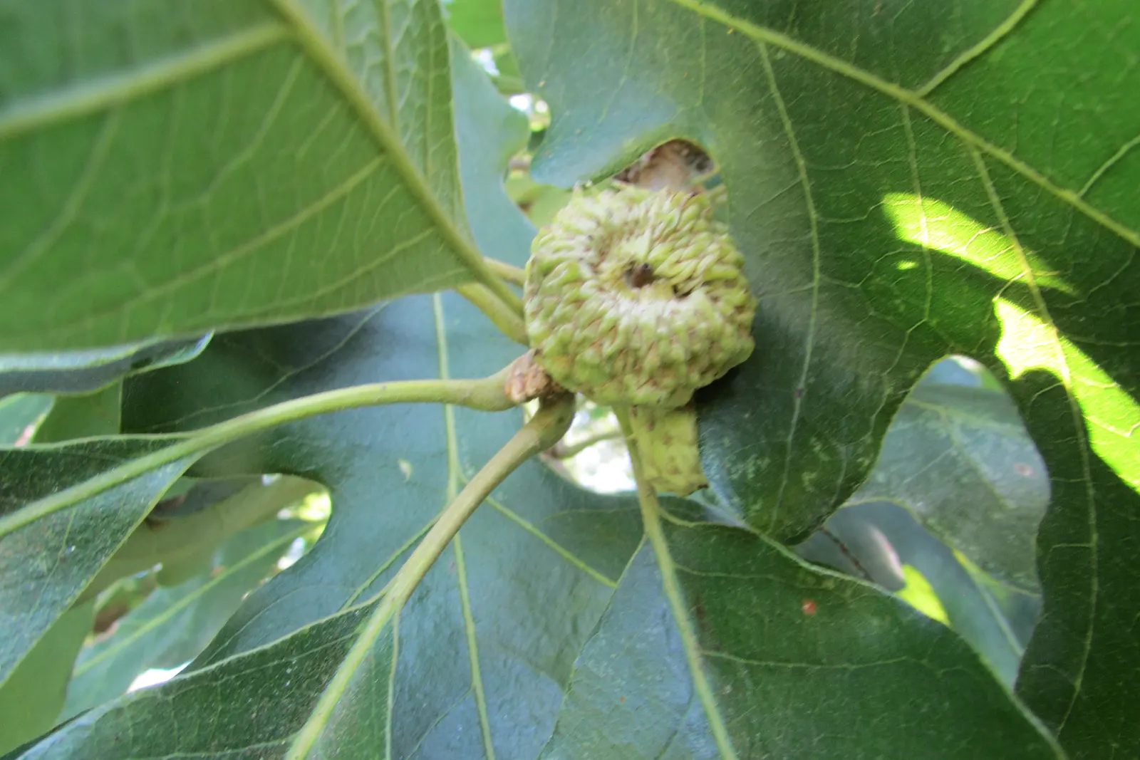 Swamp White Oak (Quercus Bicolor) — It thrives in full sun to partial shade; making it an excellent choice for low-lying areas or naturalized, image 67