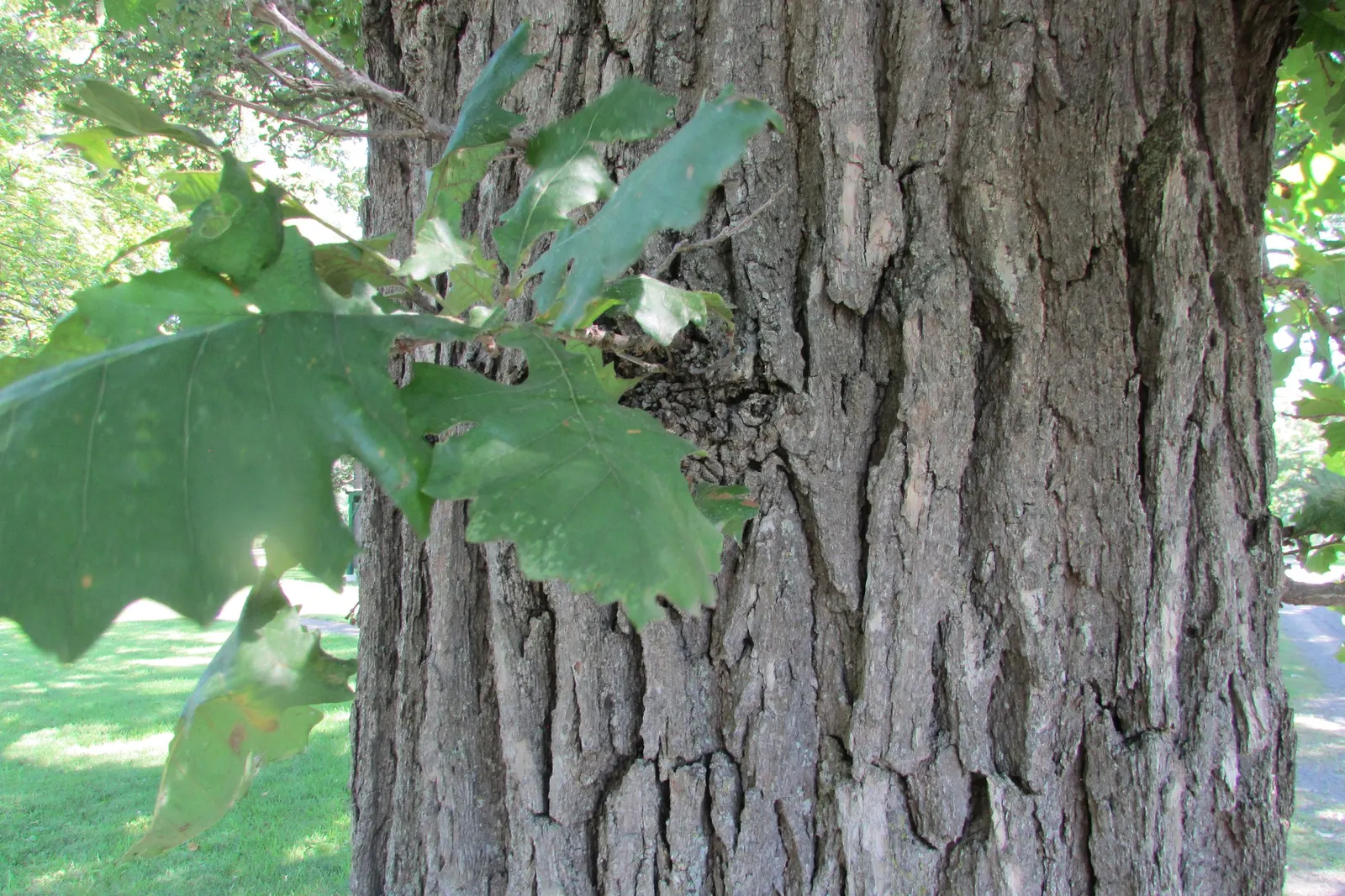 Swamp White Oak (Quercus Bicolor) — This species produces acorns that are valuable food sources for local wildlife.<br><br>Preferable for moist, image 64