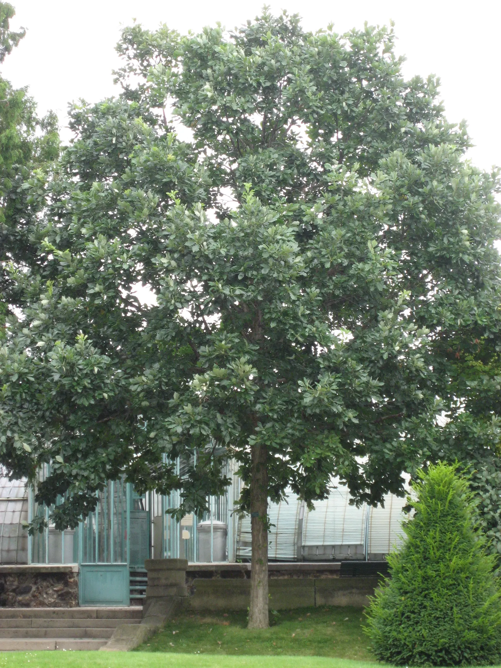Swamp White Oak (Quercus Bicolor) — requiring minimal maintenance once established; the foliage transforms into shades of yellow and gold