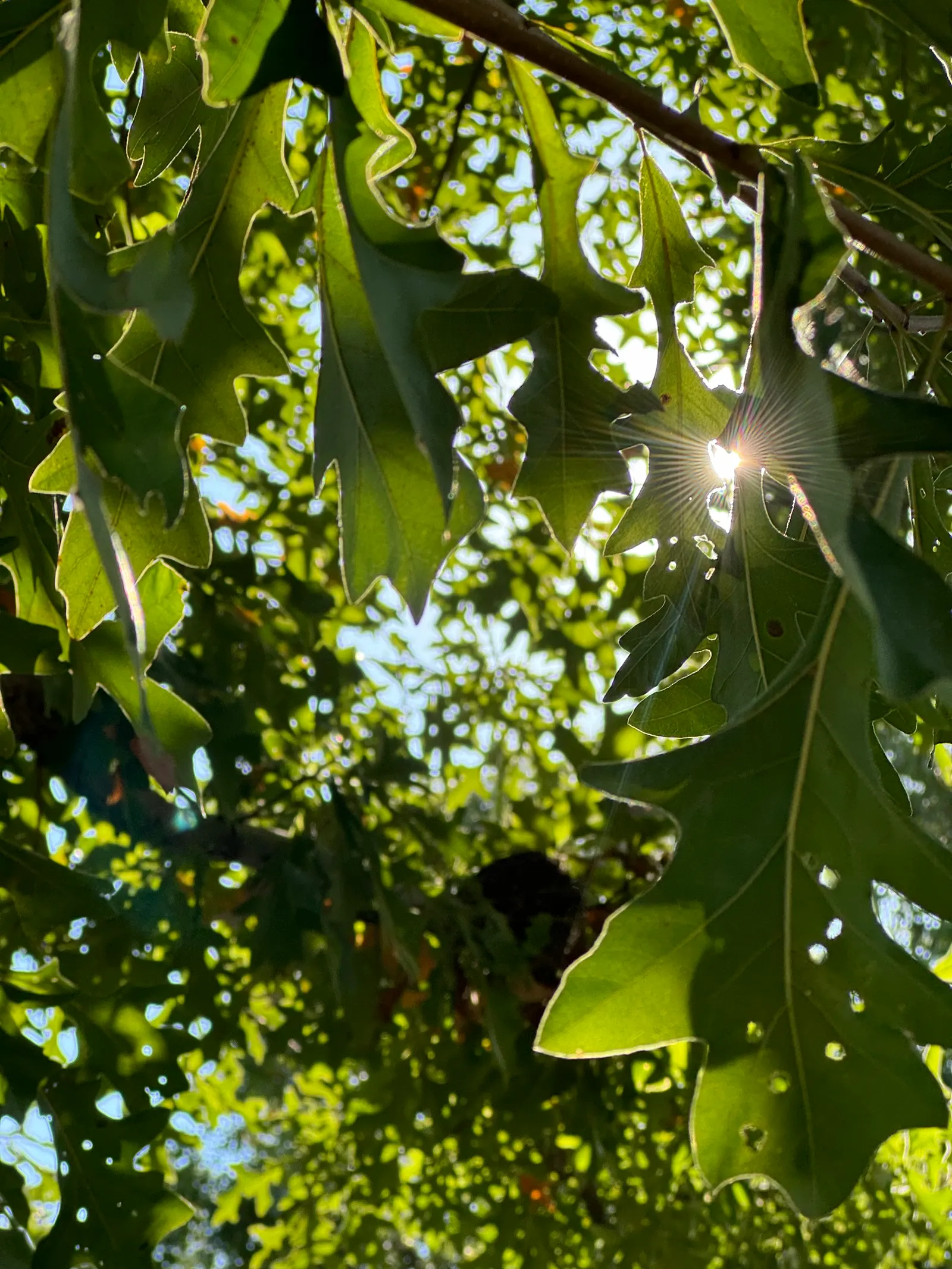 Swamp White Oak (Quercus Bicolor) — scientifically known as Quercus bicolor; its ability to withstand periodic flooding and its soil adaptability, image 57