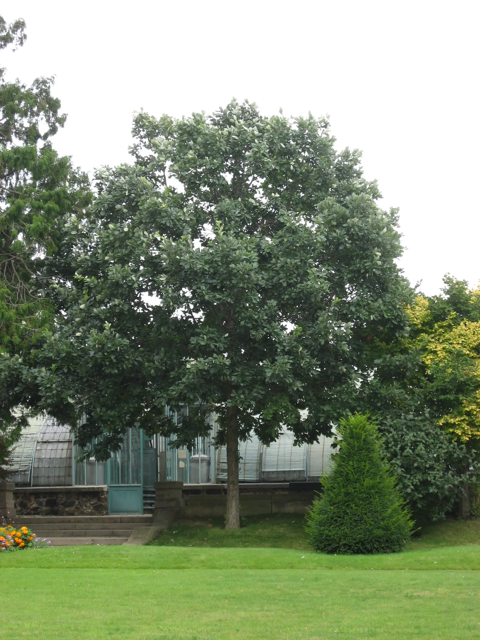 Swamp White Oak (Quercus Bicolor) — Perfect for large landscapes and parks; this species produces acorns that are valuable food sources for local, image 56