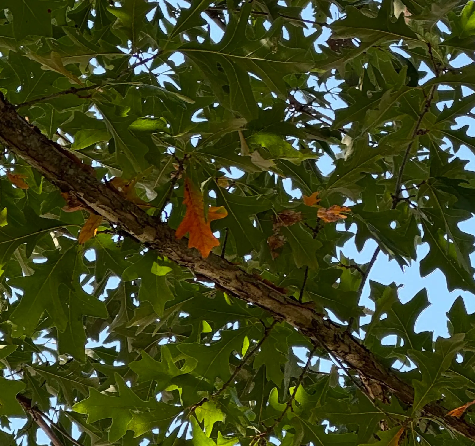 Swamp White Oak (Quercus Bicolor) — Quercus bicolor has a notable tolerance for wet conditions; thriving in zones 4-8, it prefers wet, image 65