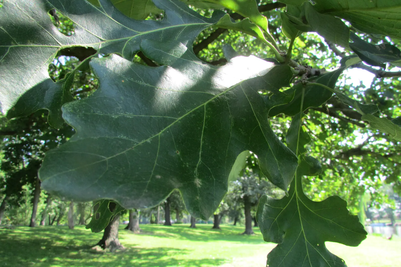 Swamp White Oak (Quercus Bicolor) — tree for full; versatile addition to any landscape that will provide lasting beauty and ecological benefits