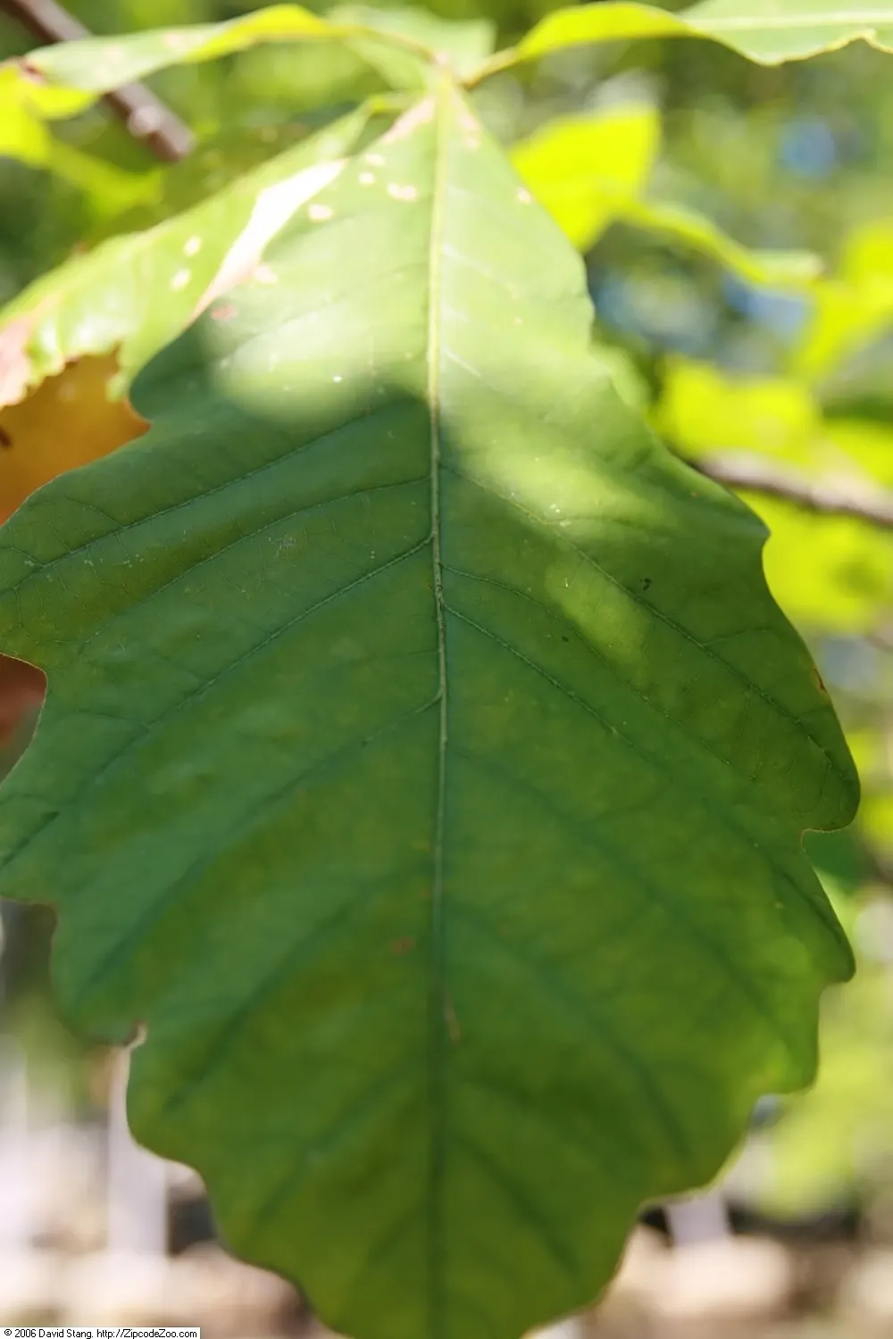 Swamp White Oak (Quercus Bicolor) — the Swamp White Oak is a long-lived tree that embodies strength and resilience