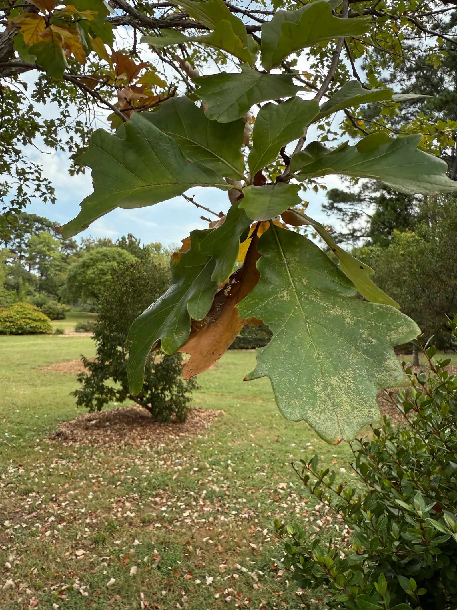 Swamp White Oak (Quercus Bicolor) — the foliage transforms into shades of yellow and gold; perfect for large landscapes and parks, image 62