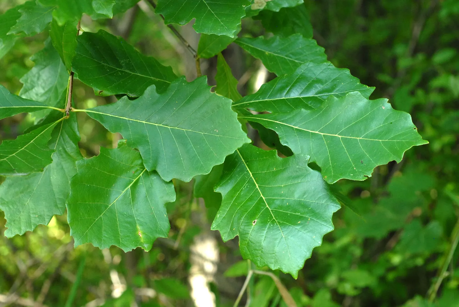 Swamp White Oak (Quercus Bicolor) — Its leaves are bright green above and white underneath; with ideal growth in USDA Hardiness Zones 4 through 8.<br><br>For