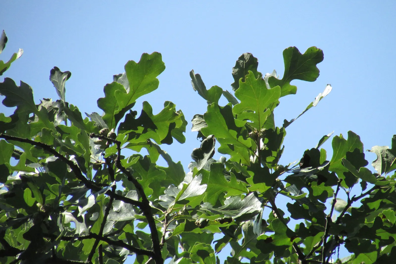 Swamp White Oak (Quercus Bicolor) — Its distinguishing bark is a mix of gray-brown with flaky; it thrives in full sun to partial shade, image 60