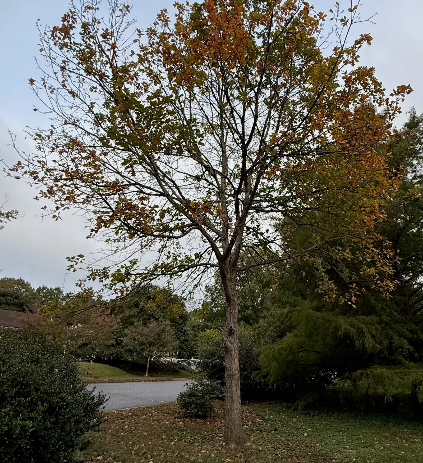 Swamp White Oak (Quercus Bicolor) — tree with green and multi-colored and yellow blooms; quercus bicolor has a notable tolerance for wet conditions