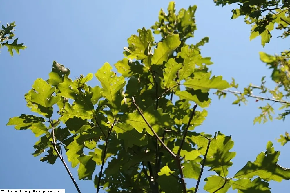 Swamp White Oak (Quercus Bicolor) — making it an excellent choice for low-lying areas or naturalized gardens