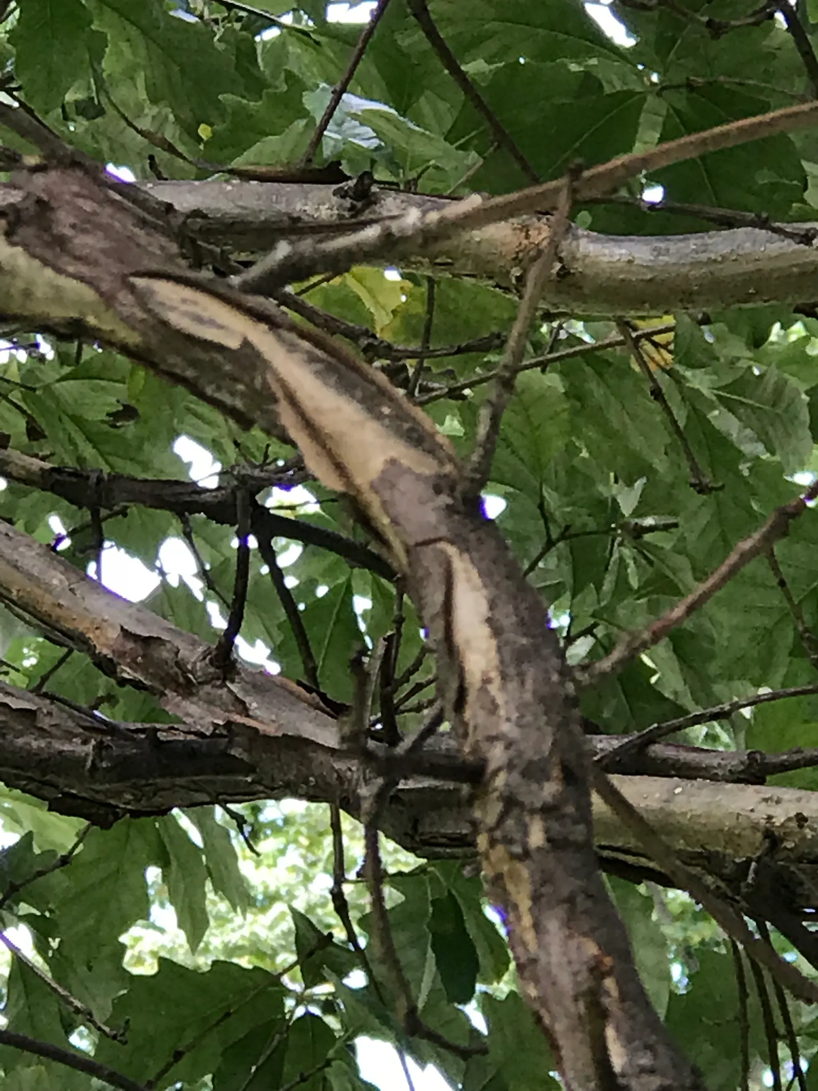 Swamp White Oak (Quercus Bicolor) — Acorns feed wildlife, while the bark adds winter interest