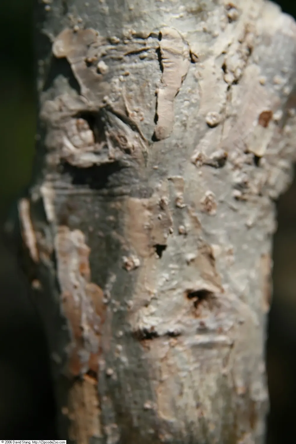 Swamp White Oak (Quercus Bicolor) — making it an excellent choice for low-lying areas or naturalized gardens; broad canopy that offers ample shade, image 66