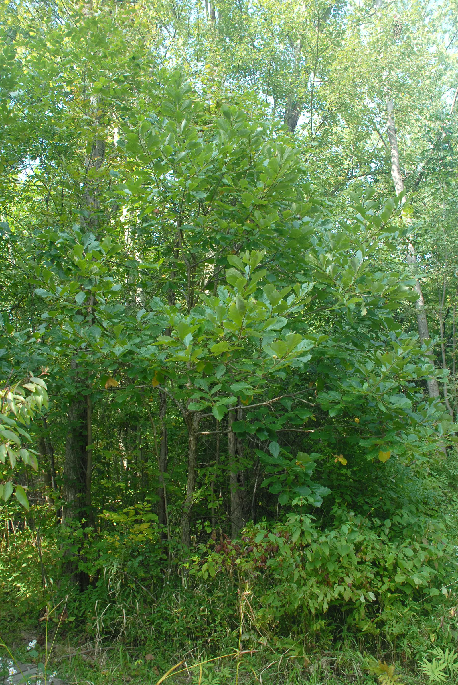 Swamp White Oak (Quercus Bicolor) — Thriving in zones 4-8, it prefers wet, poorly-drained soils, making it ideal for naturalized areas; spanning 4 to 7 inches