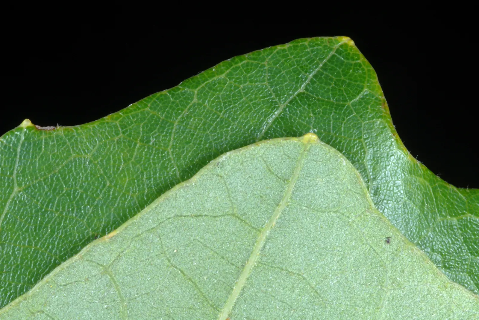Swamp White Oak (Quercus Bicolor) — Quercus bicolor has a notable tolerance for wet conditions; thriving in zones 4-8, it prefers wet, poorly-drained soils