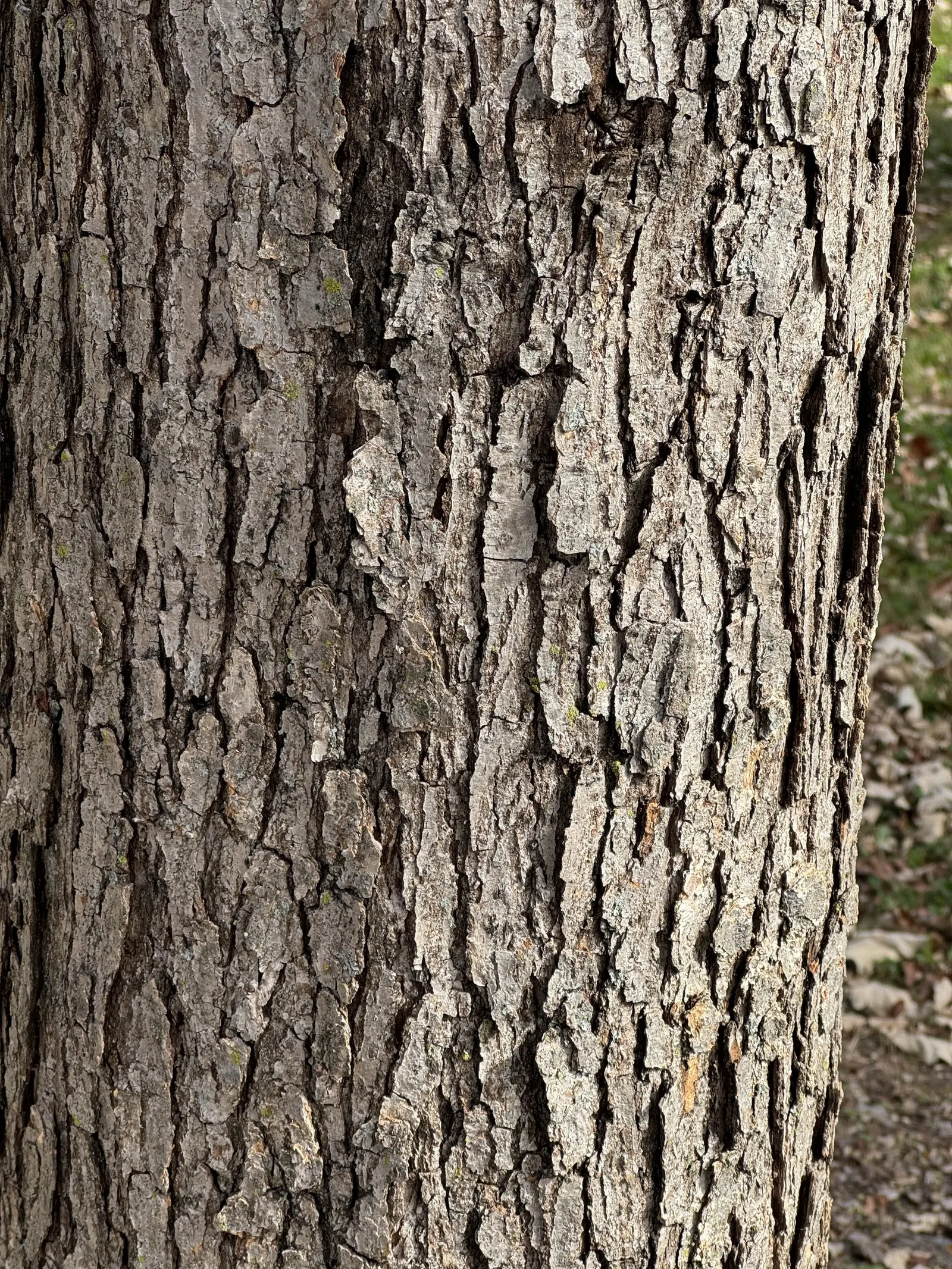 Swamp White Oak (Quercus Bicolor) — Perfect for large landscapes and parks; this species produces acorns that are valuable food sources for local