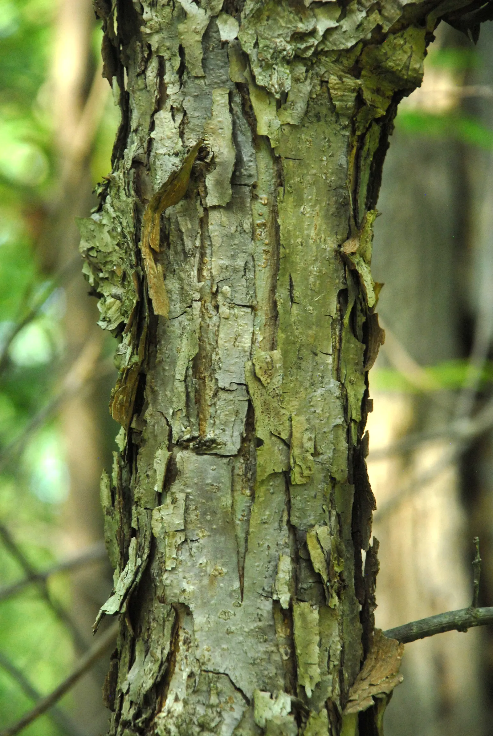 Swamp White Oak (Quercus Bicolor) — scientifically known as Quercus bicolor; its ability to withstand periodic flooding and its soil adaptability make it a