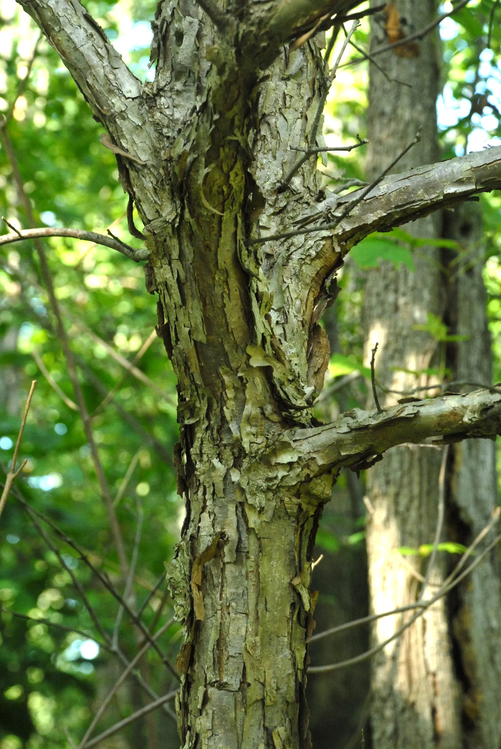 Swamp White Oak (Quercus Bicolor) — with ideal growth in USDA Hardiness Zones 4 through 8.<br><br>For the client