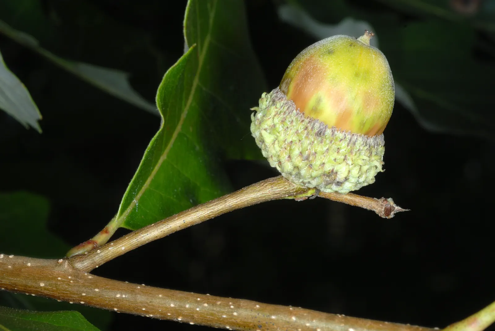Swamp White Oak (Quercus Bicolor) — the foliage transforms into shades of yellow and gold