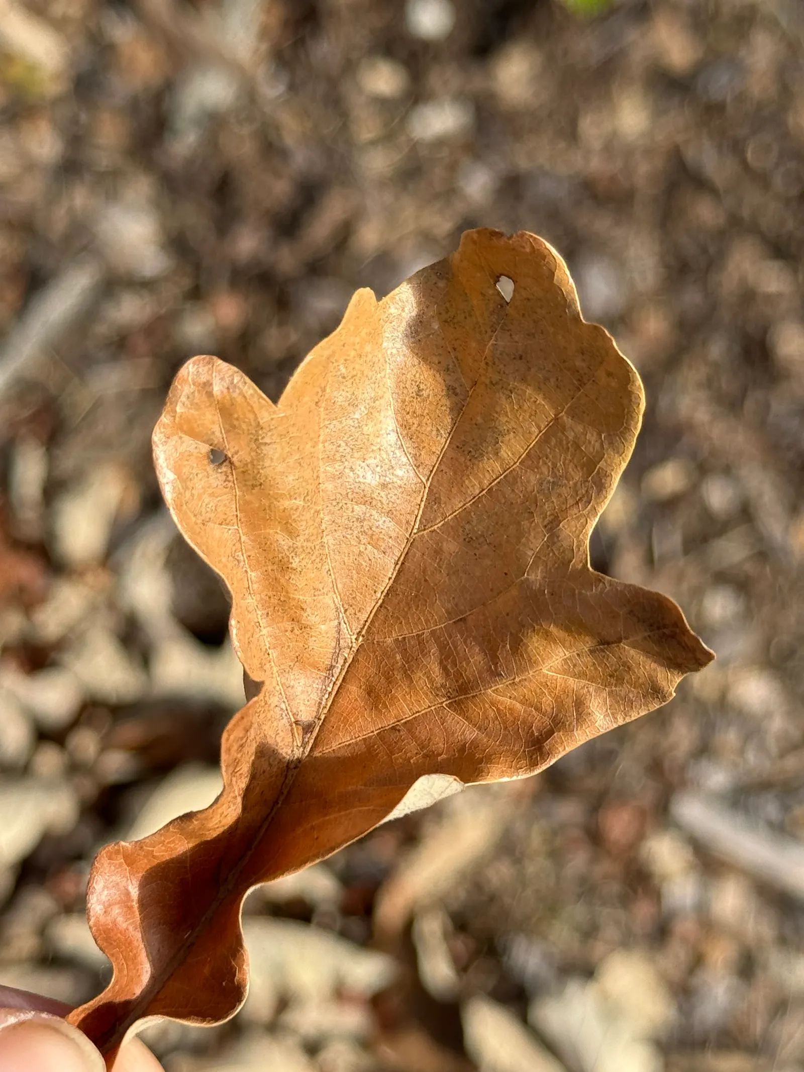 Swamp White Oak (Quercus Bicolor) — spanning 4 to 7 inches long; tree with green and multi-colored and yellow blooms, image 61