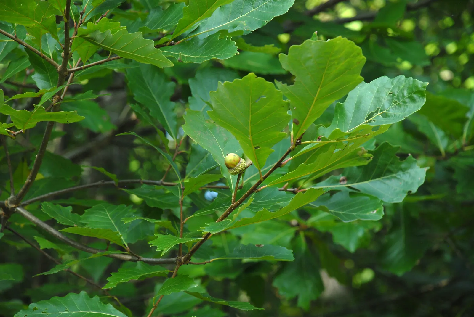 Swamp White Oak (Quercus Bicolor) — tree for full