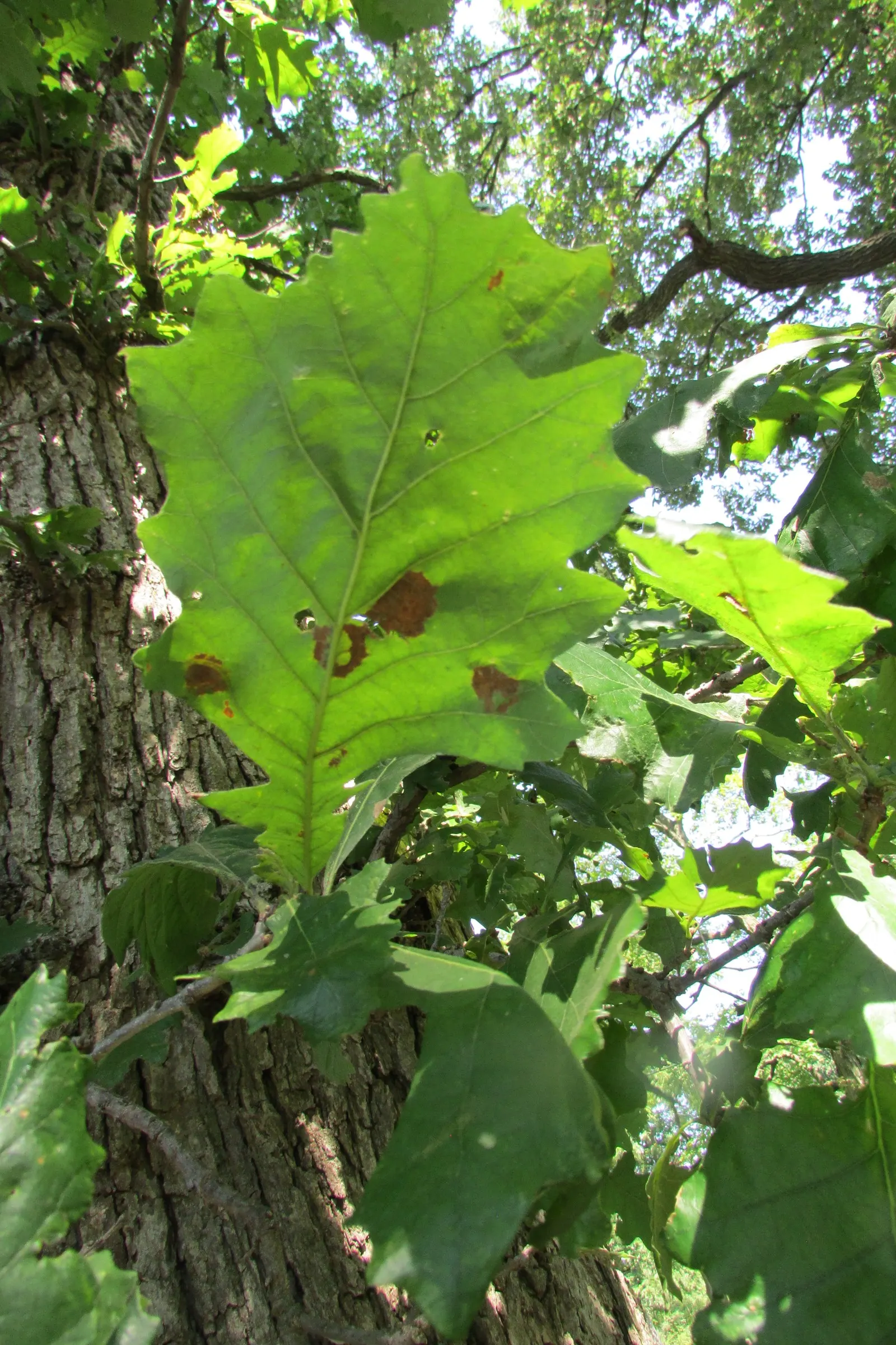 Swamp White Oak (Quercus Bicolor) — Acorns feed wildlife, while the bark adds winter interest; scientifically known as Quercus bicolor, image 55