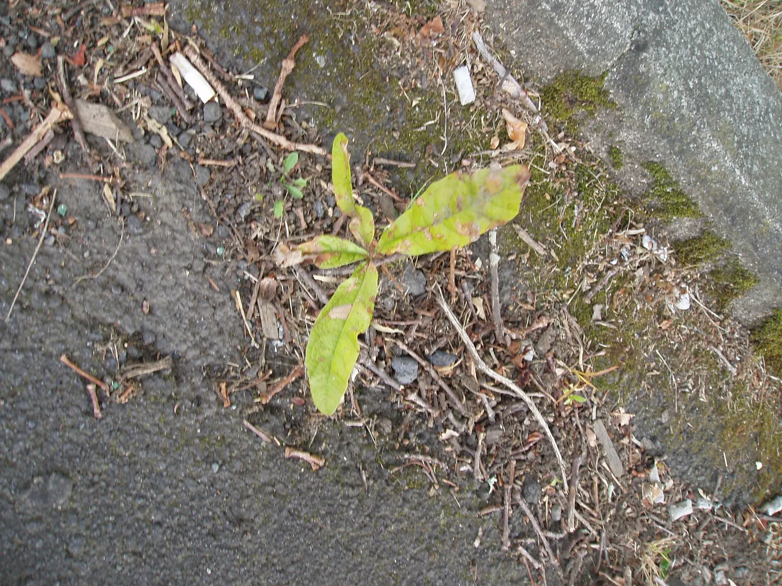 Swamp White Oak (Quercus Bicolor) — is a deciduous tree renowned for its hardiness; its leaves are bright green above and white underneath, image 58
