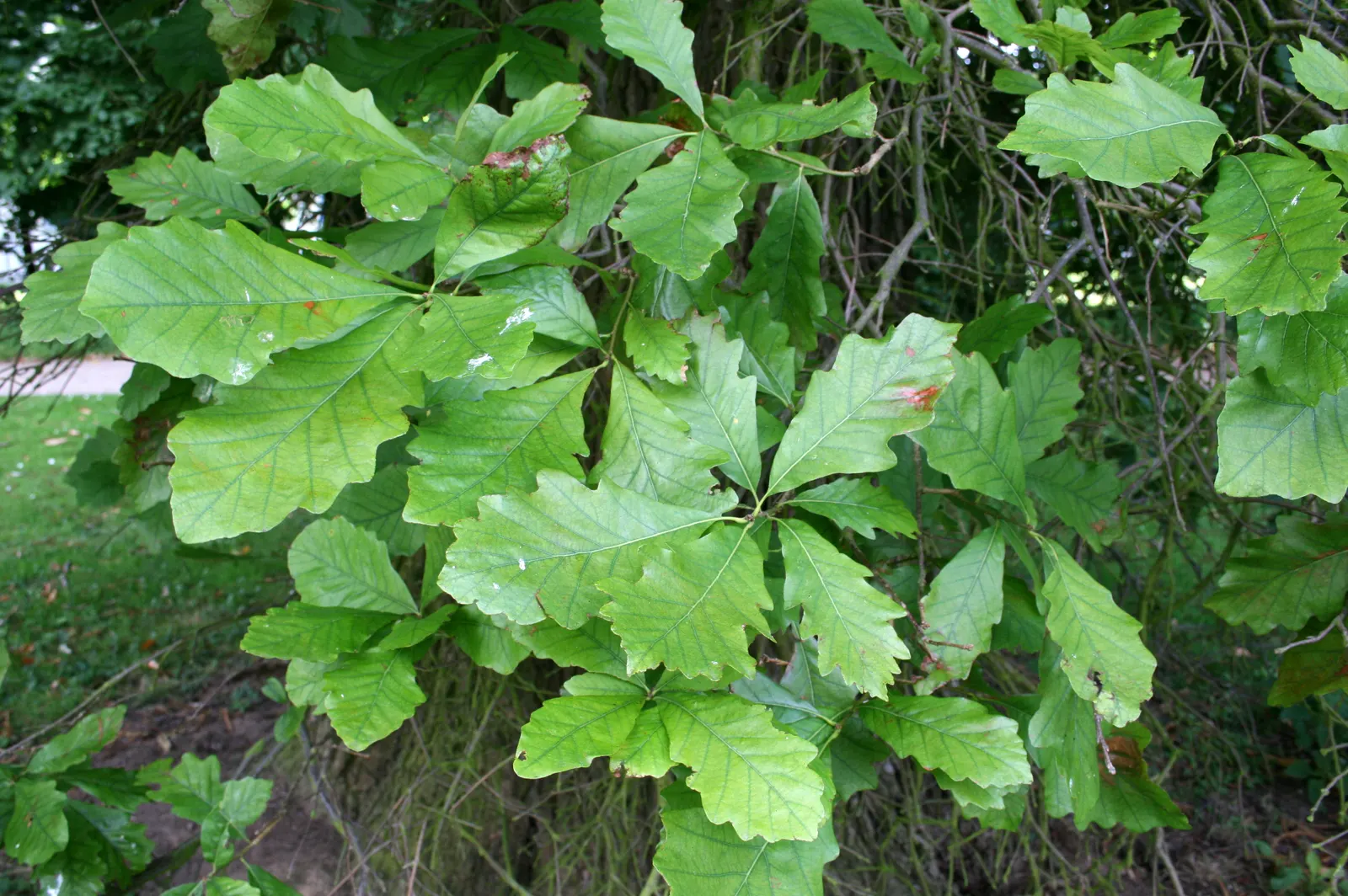 Swamp White Oak (Quercus Bicolor) — Its leaves are bright green above and white underneath; with ideal growth in USDA Hardiness Zones 4 through, image 53