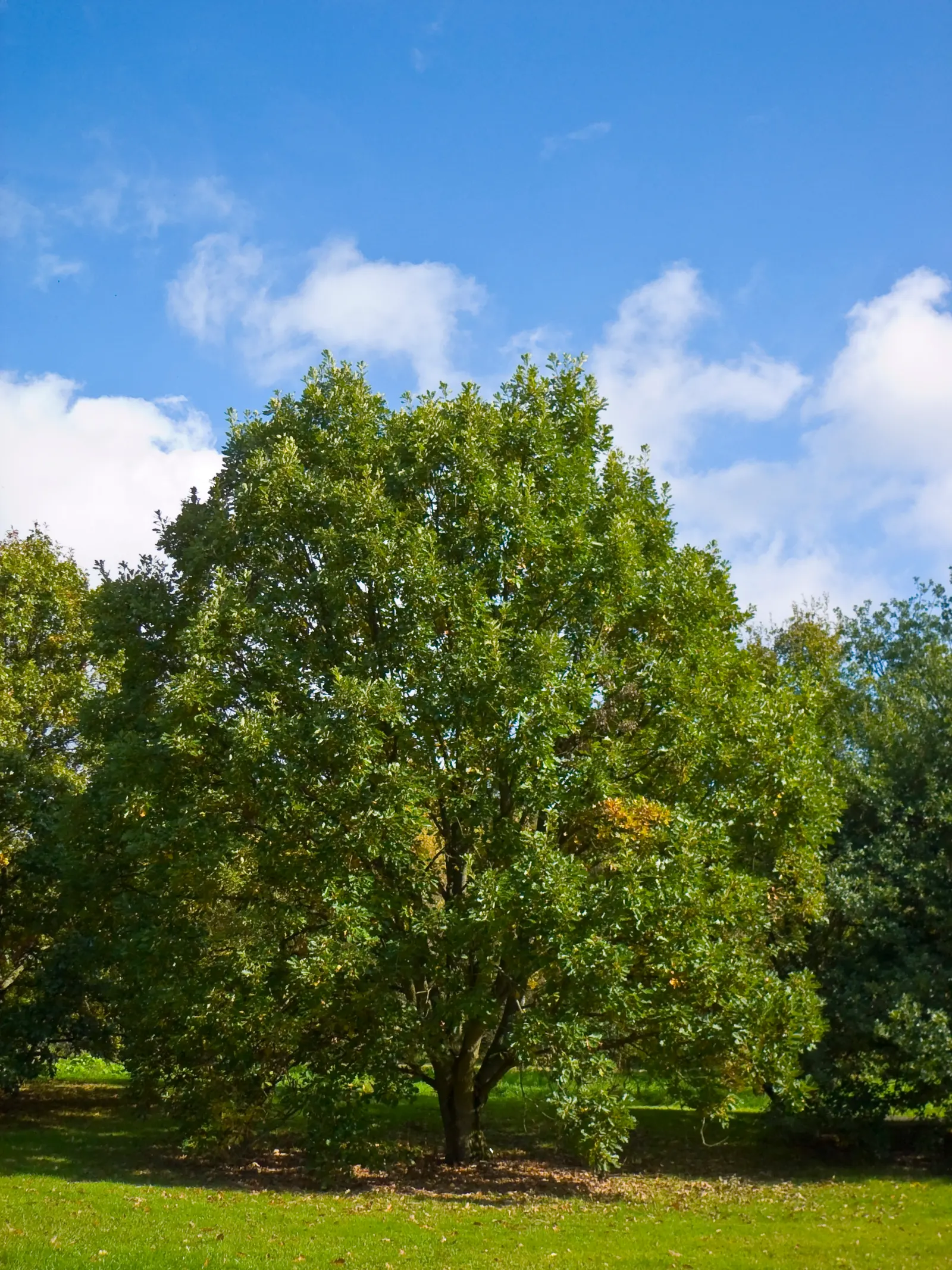 Swamp White Oak (Quercus Bicolor) — providing a brilliant autumn display before the leaves are shed, image 63