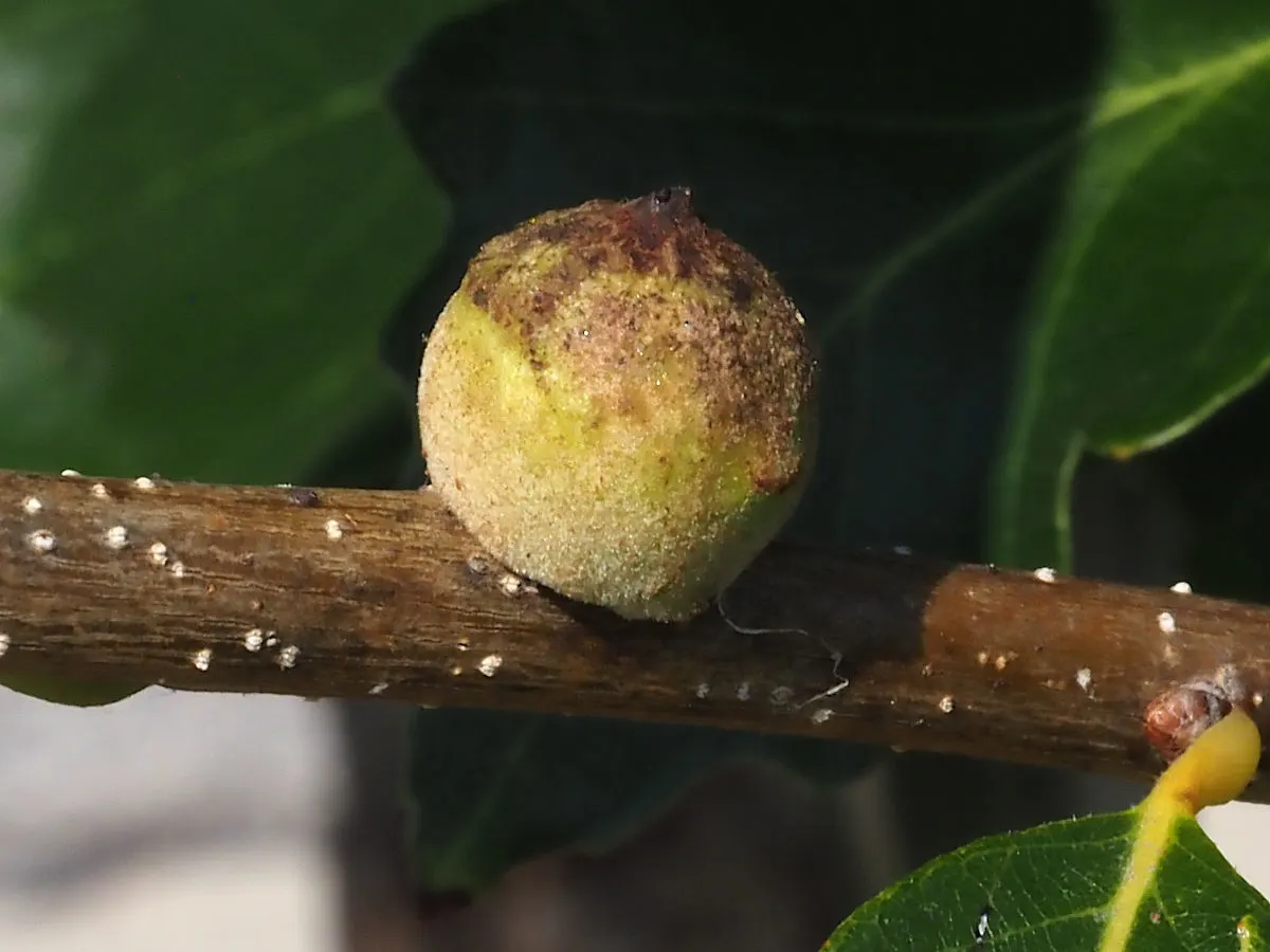 Swamp White Oak (Quercus Bicolor) — the Swamp White Oak is a long-lived tree that embodies strength and resilience; acorns feed wildlife, while the, image 69
