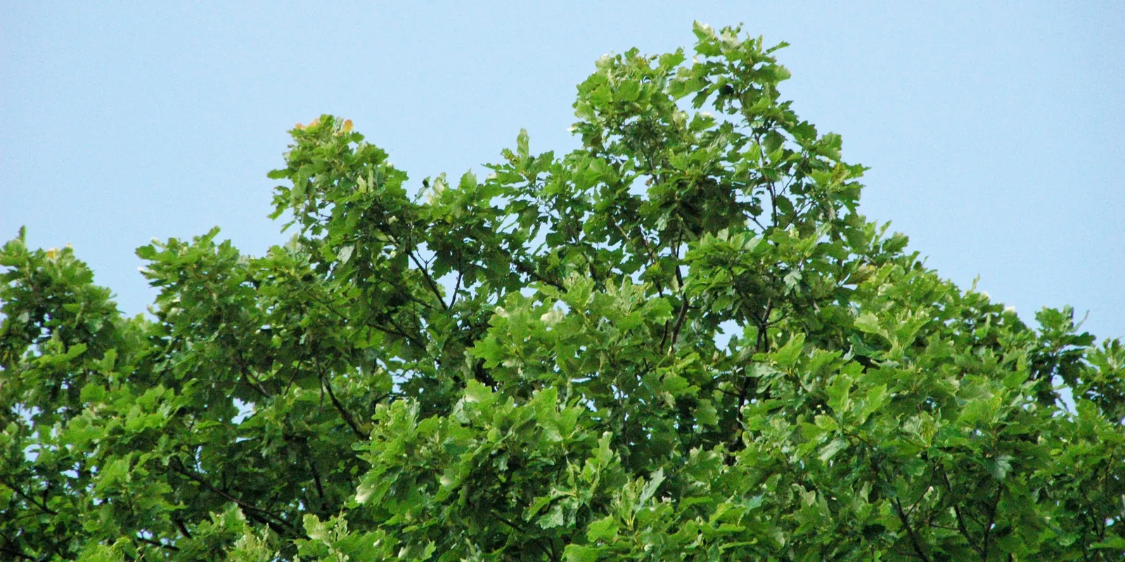 Swamp White Oak (Quercus Bicolor) — scientifically known as Quercus bicolor