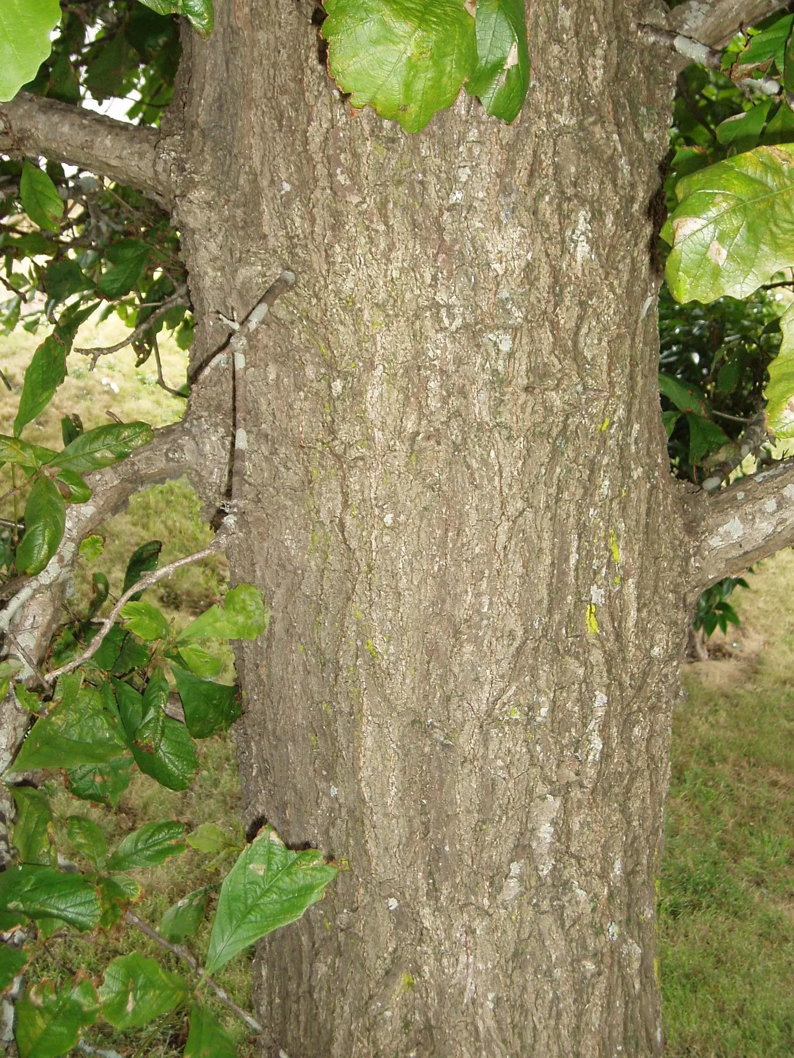 Swamp White Oak (Quercus Bicolor) — In the fall, expect a palette shift to golden yellow; tree for full